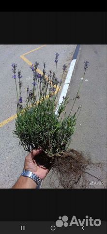 Саженцы лаванды
