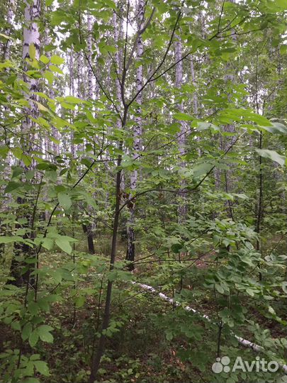 Продам ясень в любых количествах