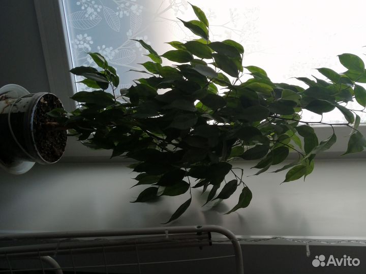 Фикус бенджамина наташа