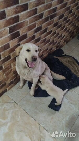 Лабрадор ретривер