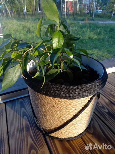 Фикус в кашпо