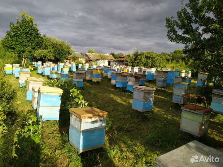 Мед цветочный, мёд, разнотравье