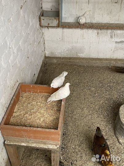 Смеющаяся египетская горлица