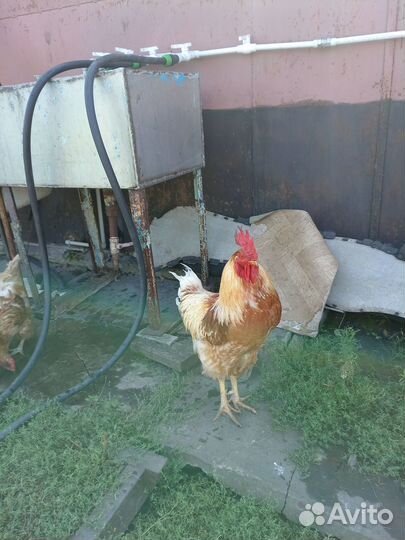 Молодые петухи