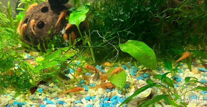 Сомы Анциструсы Супер Рэд Подростки