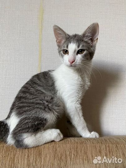 Котенок девочка