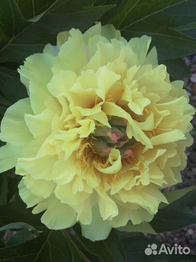 Пион Гарден Треже