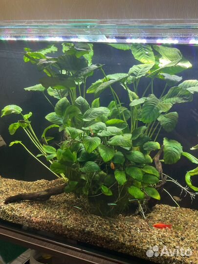 Аквариумные растения