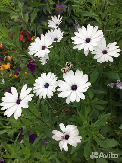 Цветы для сада и дома