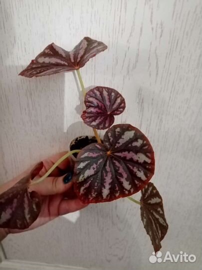 Бегонии декоративнолистные