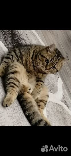 Британский кот отдам