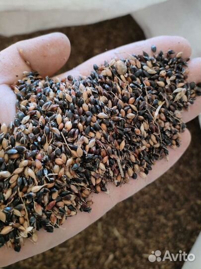 Семена суданской травы