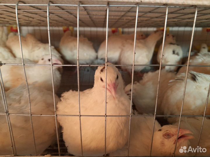 Яйцо перепелинное, цыплята, птица и мясо Техасцев