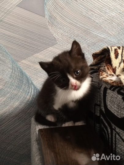 Кошка в дар