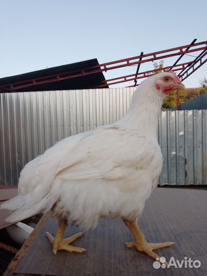 Куры броллеры