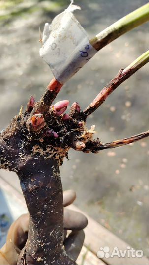 Пион Солнечная девочка