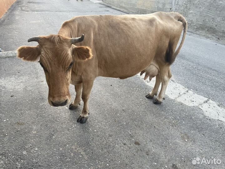 Корова дойная,отел 7 раз,остальные вопросы по тел