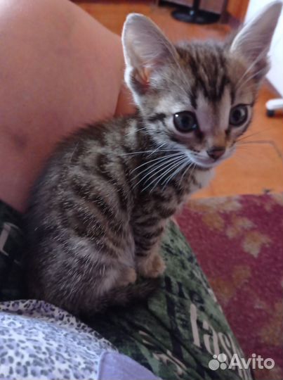 Котенок бенгальсеий