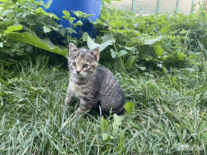 Котенок бесплатно в добрые руки