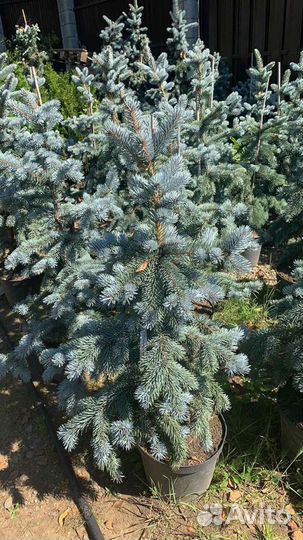 Ель пендула