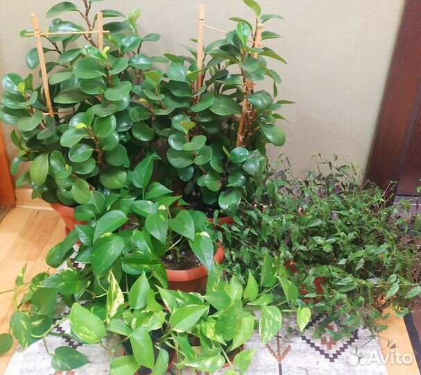 Комнатные растения