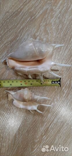 Морские ракушки раковины