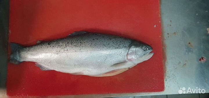 Продам форель