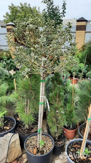 Кедр падуб лиственница на штамбе