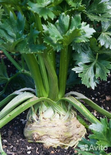 Груша, Петрушка и сельдерей