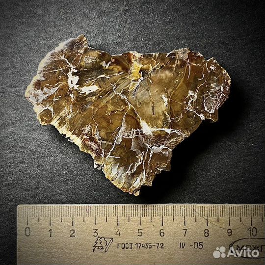 Окаменелое дерево палеонтология ископаемое