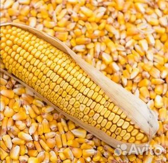 Поливная кукуруза