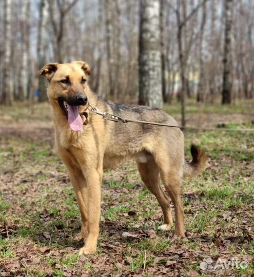 Молодой Лео давно сидит в заточении