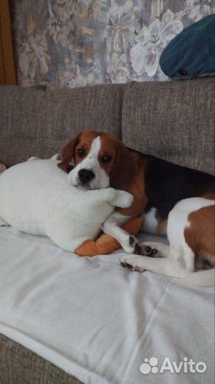 Вязка кобель бигль