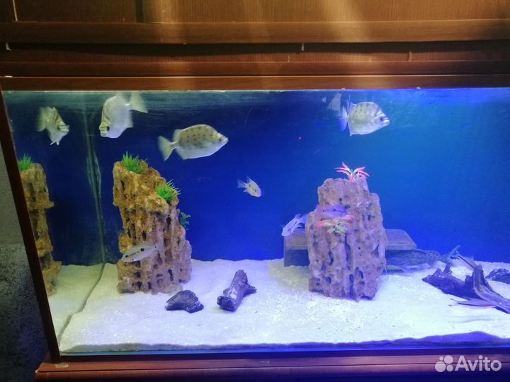 Аквариум 350 литров