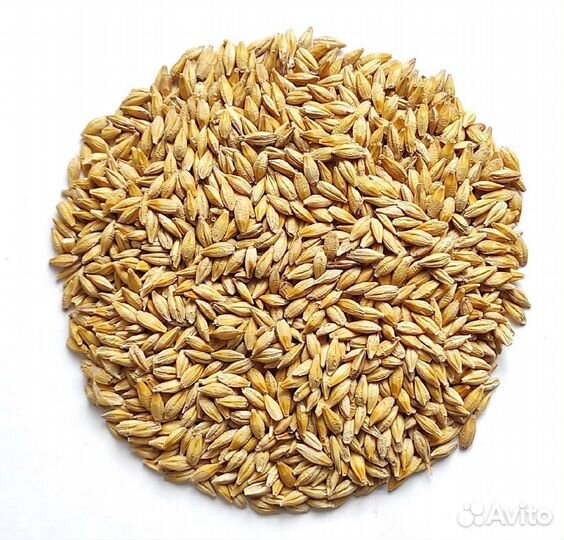 Продам зерно (ячмень и пшеница)