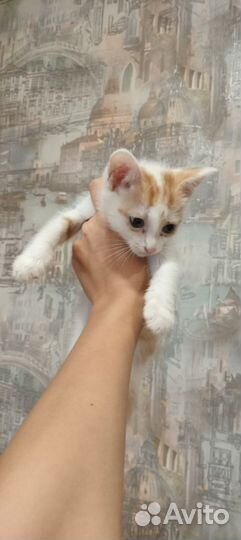 Котик в добрые руки