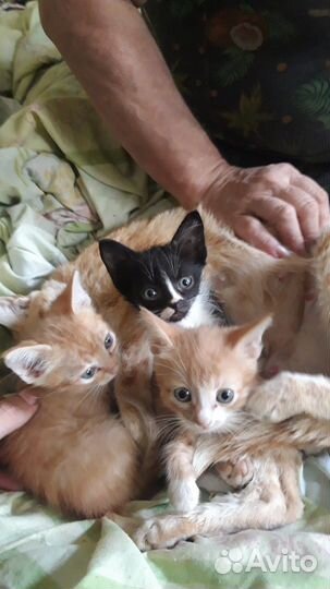 Котята