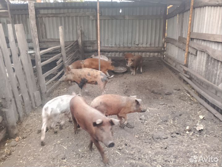 Продаю свиней