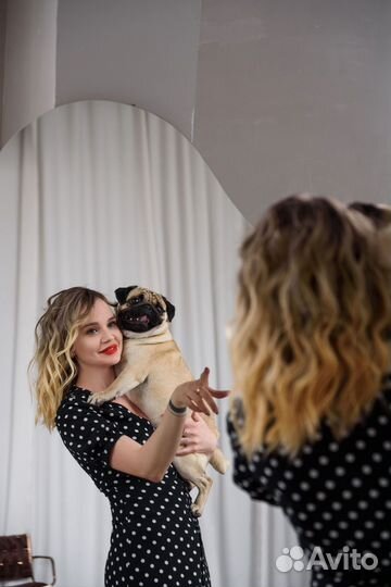 Вязка мопс девочка