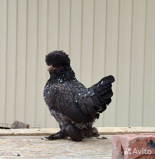 Алтайская бентамка