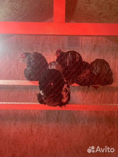 Яйца инкубационные, цыплята карликовый кохинхин