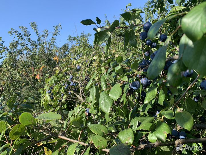 Продаю яблоки терн сливу