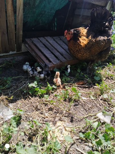 Куры карликовые