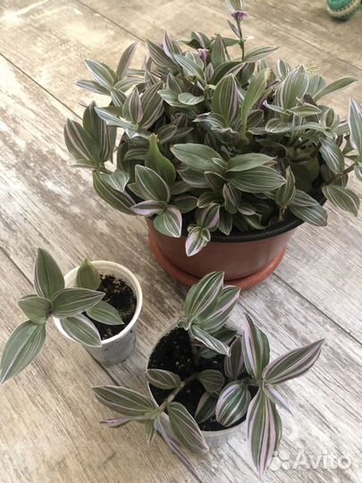 Фикусы Бенджамина,Традесканция,Каланхое махровый