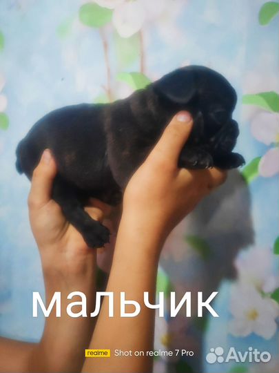 Французики бутузики