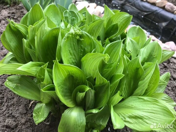 Хоста зелёная и белая