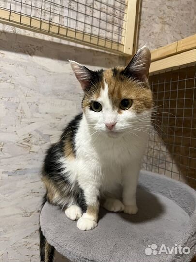 Кошка 1год бесплатно в добрые руки