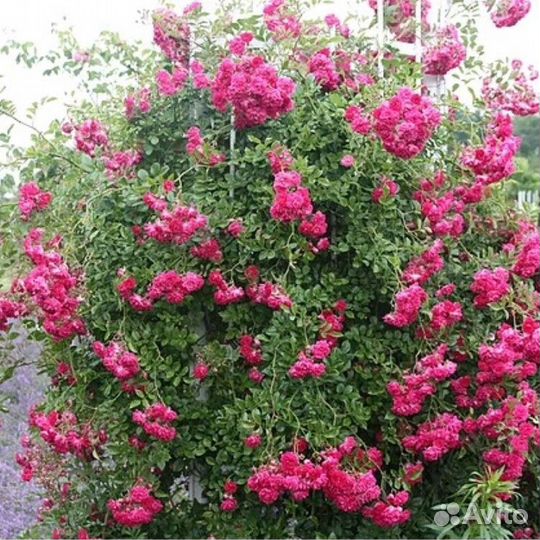 Розы и садовые растения