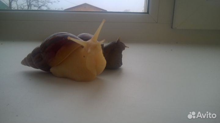 Продам Ахатин