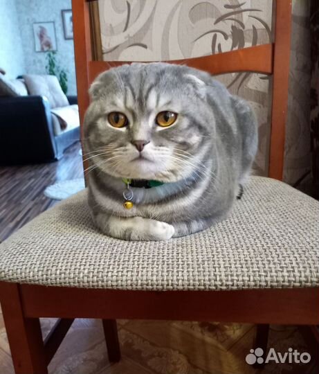 Продам котят